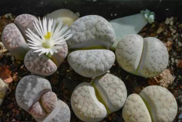 多肉徒长了砍头不用发芽机可以吗,多肉生石花徒长怎么办