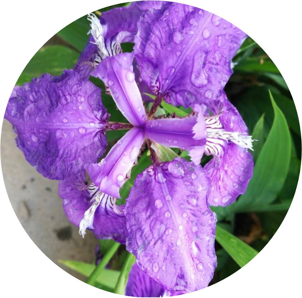 菊竹梅兰图欣赏,花中四君子的兰花图片