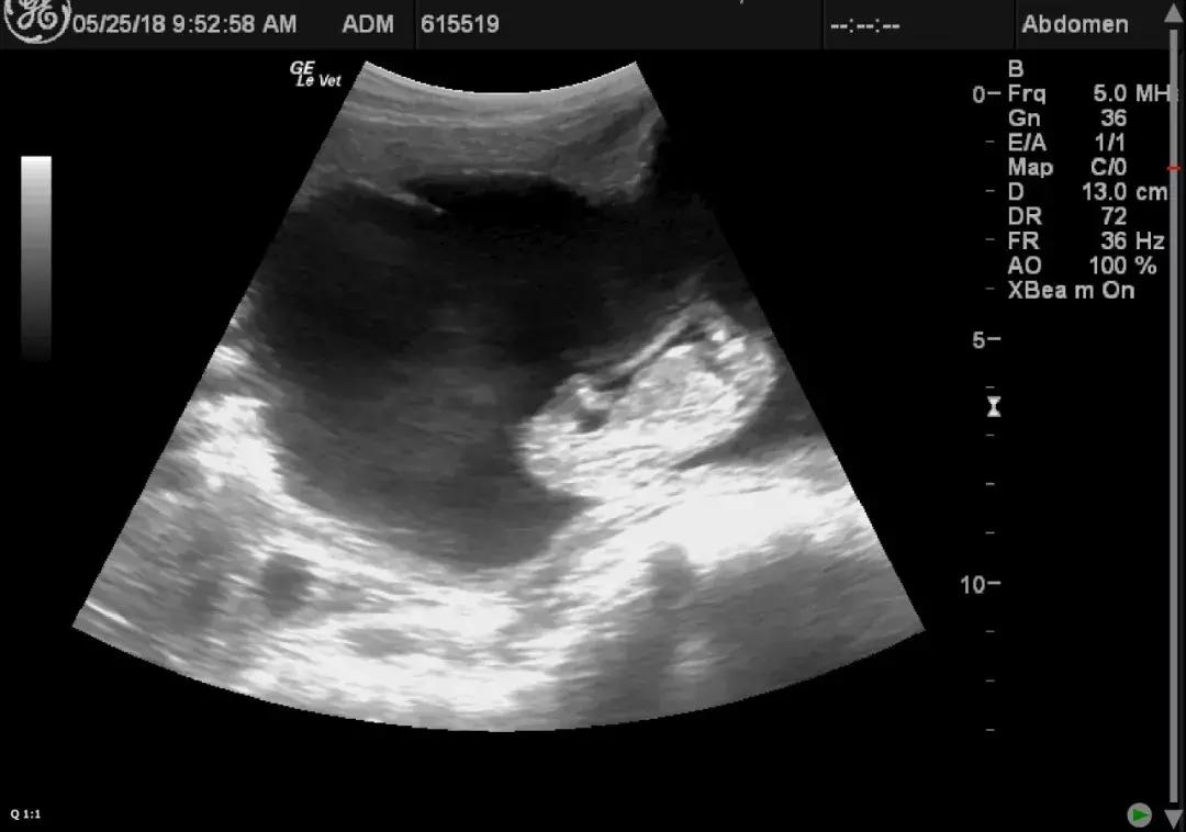 赌上全人类的技术,我们至今仍没有复活一种灭绝生物?