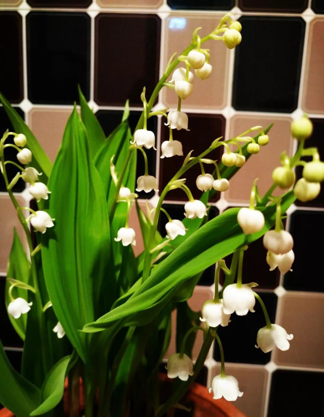 养哪一种吃虫子的花最合适,这4种花真省心养在家里不招虫