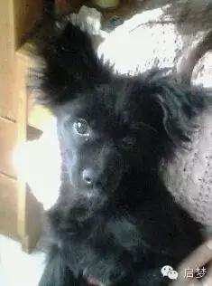 宠物去世你还会再养一只吗,狗狗病死还想再养一只