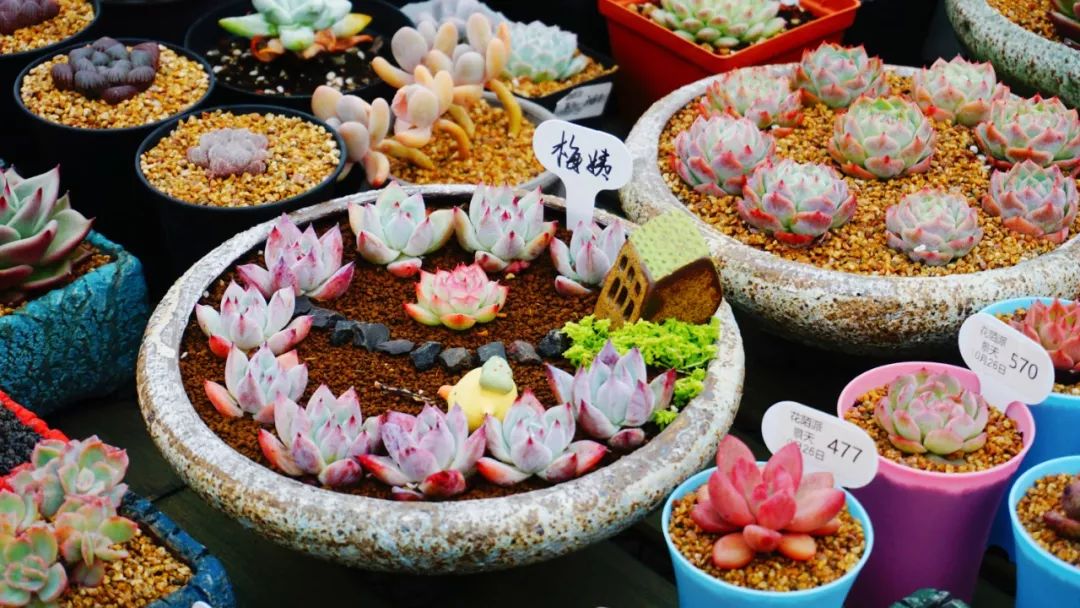 直播卖多肉上百元,小伙卖多肉年入百万