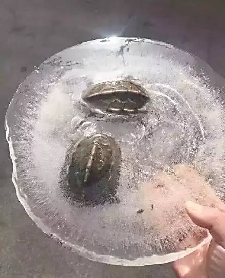 如何处理乌龟过冬,怎么防止乌龟被晒死