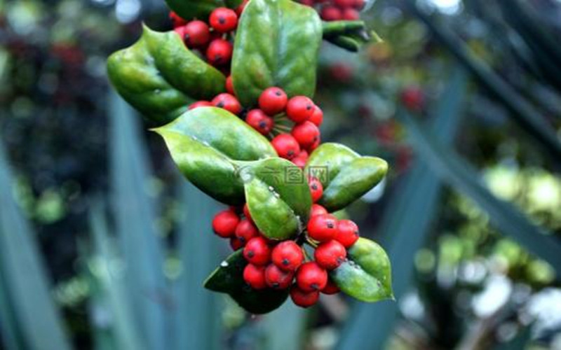 什么植物和冬青一块栽种,北美冬青种植方法和注意事项