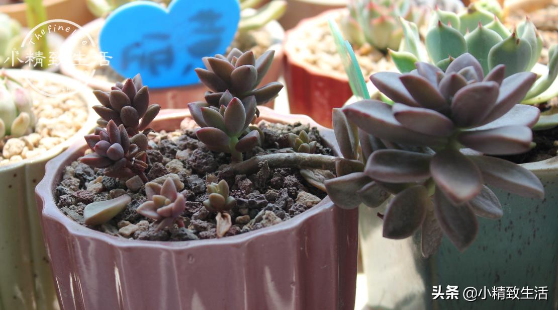 多肉长着长着就歪了怎么办,多肉长歪是什么原因