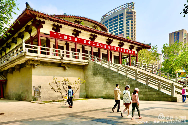 看洛阳牡丹花卉节,洛阳古都牡丹花展