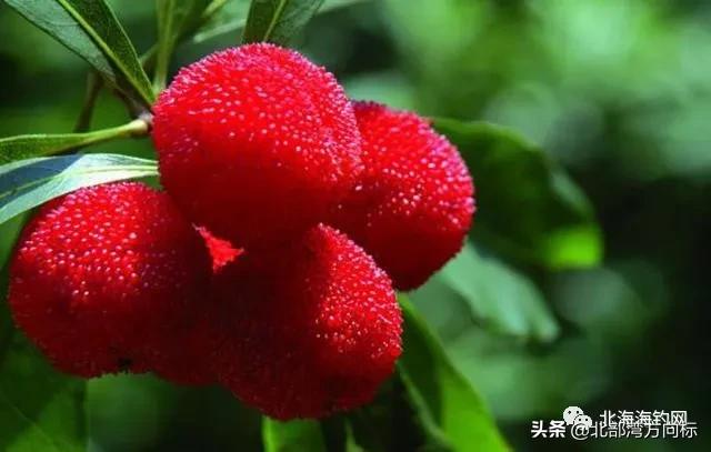 北海市区有哪些好耍和好吃的,广西北海周边好吃好玩的农家乐