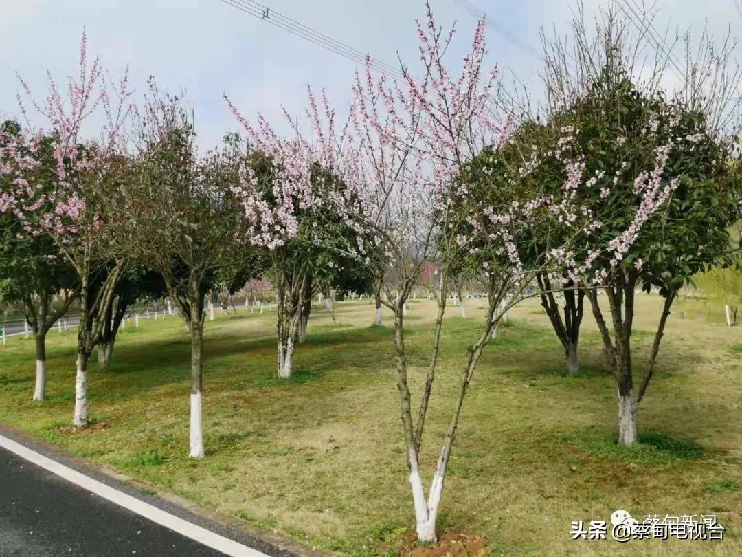 桃之夭夭!来武汉蔡甸世外桃源,许你万株桃花