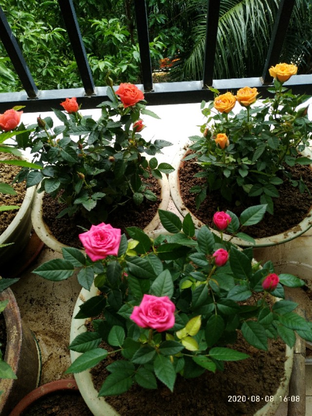 梦中的玫瑰花开,梦中的玫瑰原唱完整版