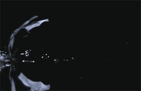 蝙蝠都吃什么,蝙蝠最爱吃的东西是什么