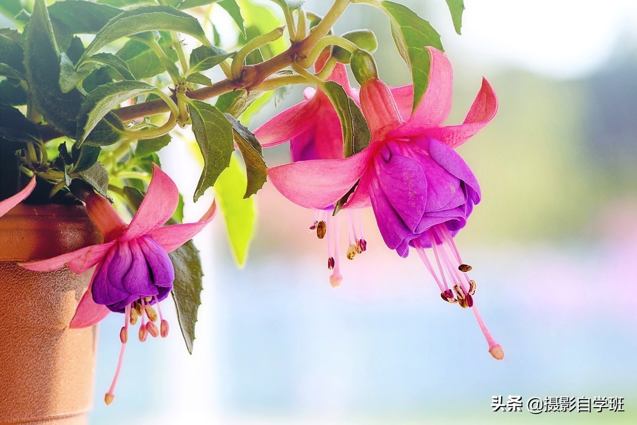拍花朵的8个摄影技巧,拍花朵摄影技巧与方法图解