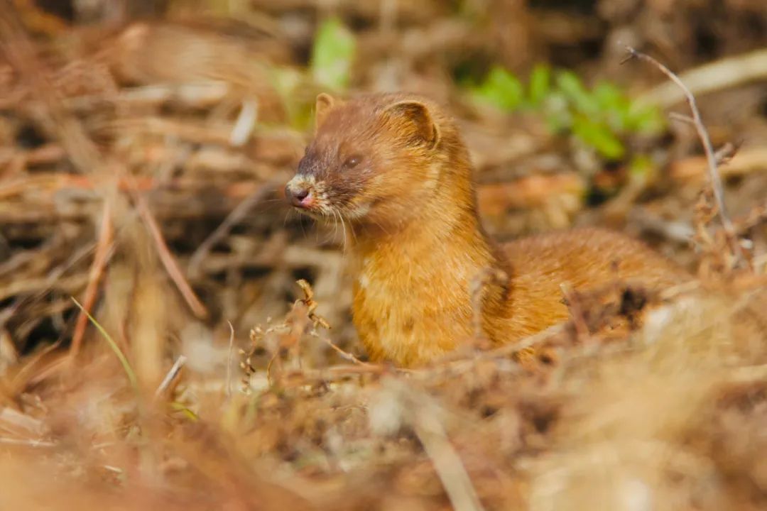 野生动物之奇幻旅游,与野生动物近距离接触的惊险之旅
