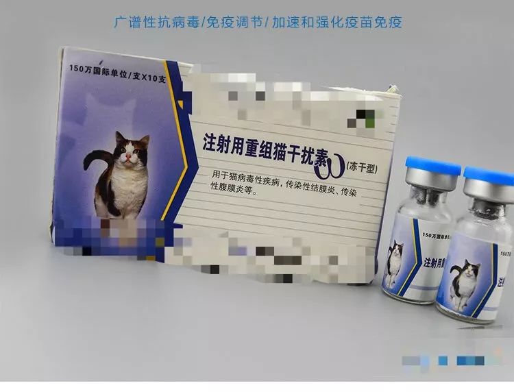猫鼻支的症状和治疗方法,猫鼻支的症状及治疗方法