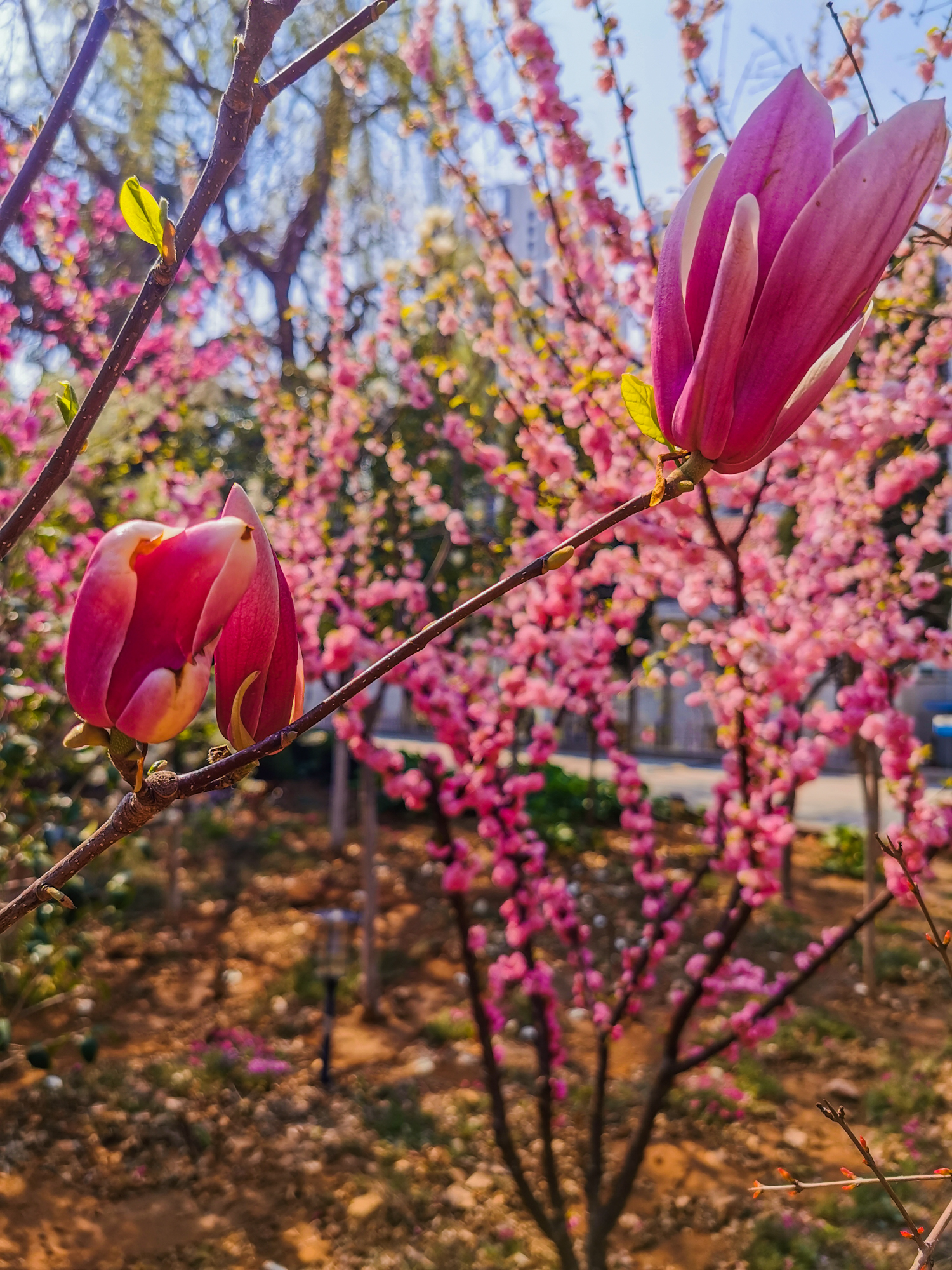 鍗庝负p30pro瀵规瘮鑻规灉12pro,鍗庝负p30pro瀵规瘮iphonese2