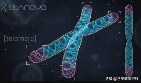 端粒的研究属于哪个方面,端粒体研究突破