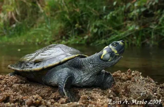 家庭水族箱热带鱼和黄头侧颈龟龟混养之入门指南