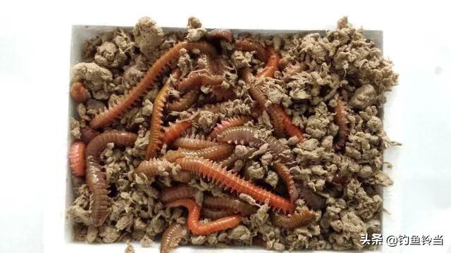 春季钓海鲈鱼用什么饵最好,如何钓海鲈鱼黑坑教学