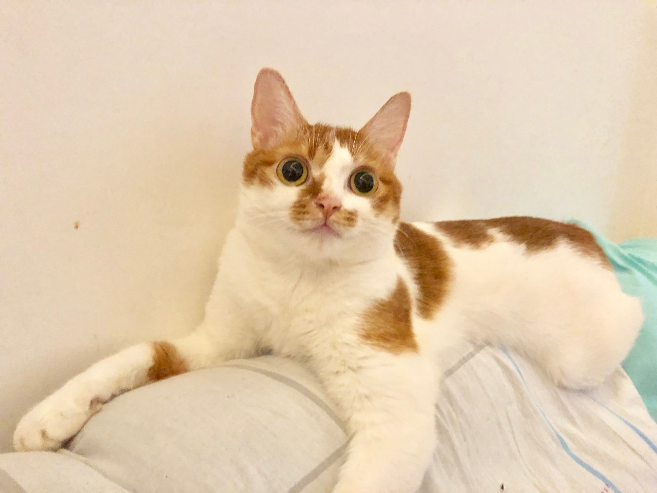 养猫家庭如何消毒杀菌对猫无害,要如何预防猫咪误食家中植物中毒