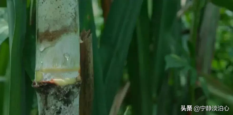 一日慎独则心安日日精进,日日精进人生
