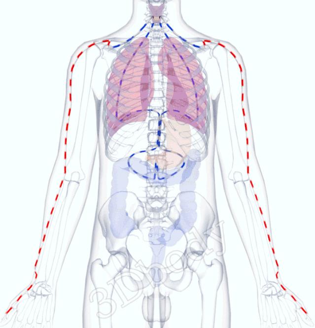 3d经络循行图讲解,阴维脉与阳维脉3d循行动态走向图
