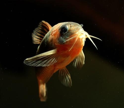 鼠鱼挑选,小缸里的鼠鱼怎么选