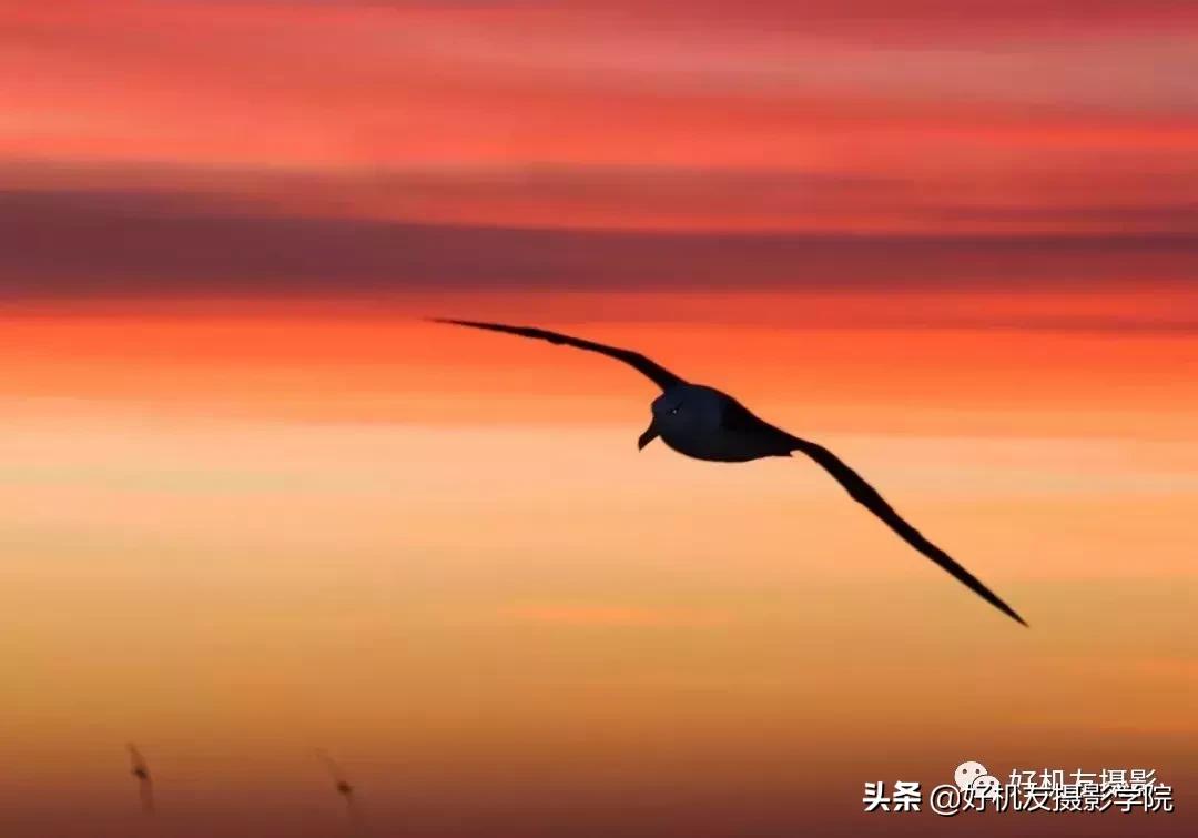 手机拍鸟镜头拍摄技巧,拍摄鸟片后期技巧有哪些