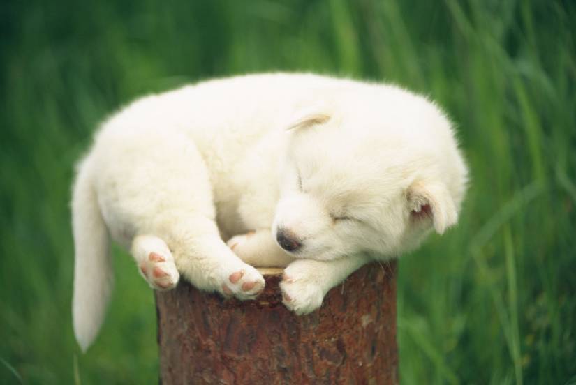 狗狗毛打结的处理方法,狗狗毛发打结