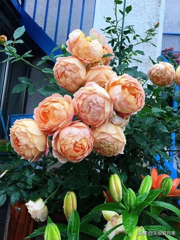 露台打造花海,她用10年改造庭院