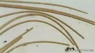 蓝藻念珠藻颤藻,蓝藻颤藻