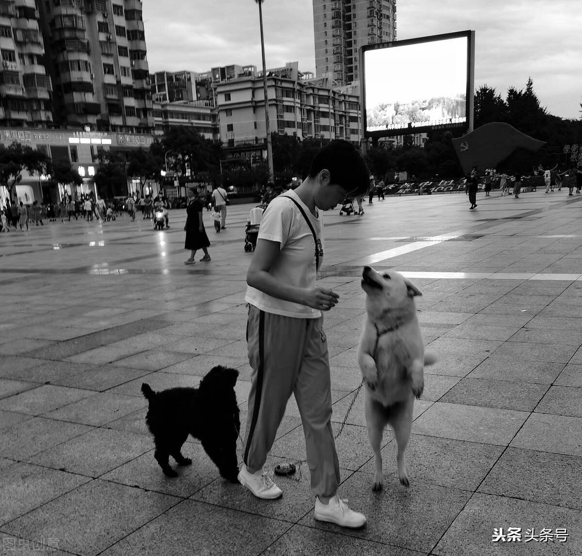 我为什么不吃猪肉,我为什么不吃牛肉