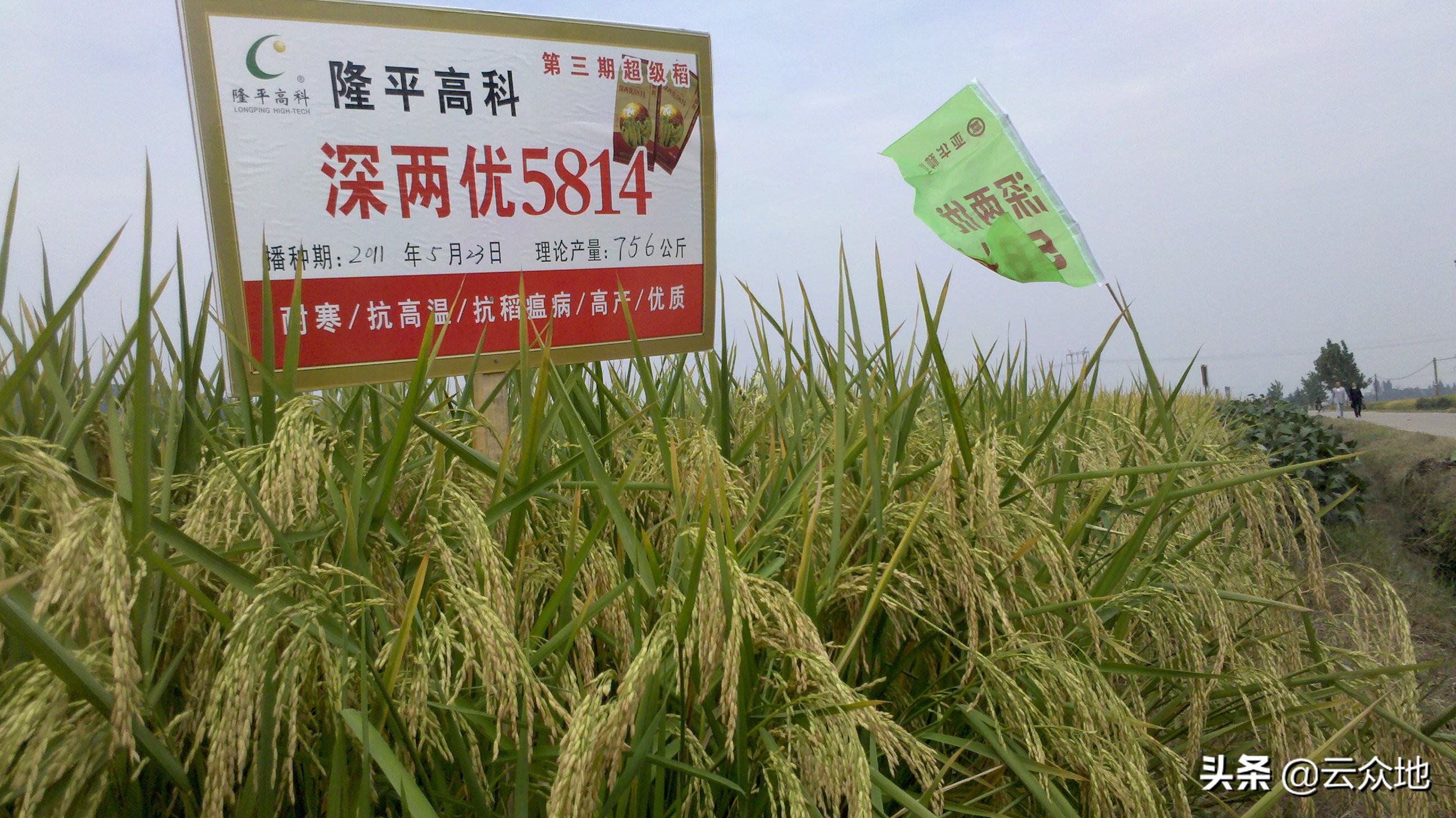 深两优136稻种怎么样,深圳深两优5814超级杂交稻种