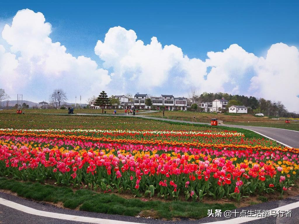 花的世界,鸟的天堂——木兰花乡