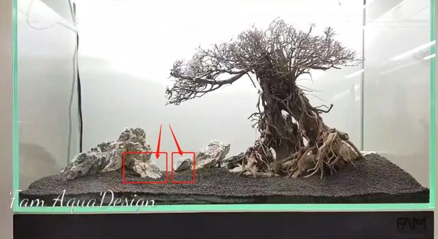 莫斯树到底好不好,莫斯树是什么