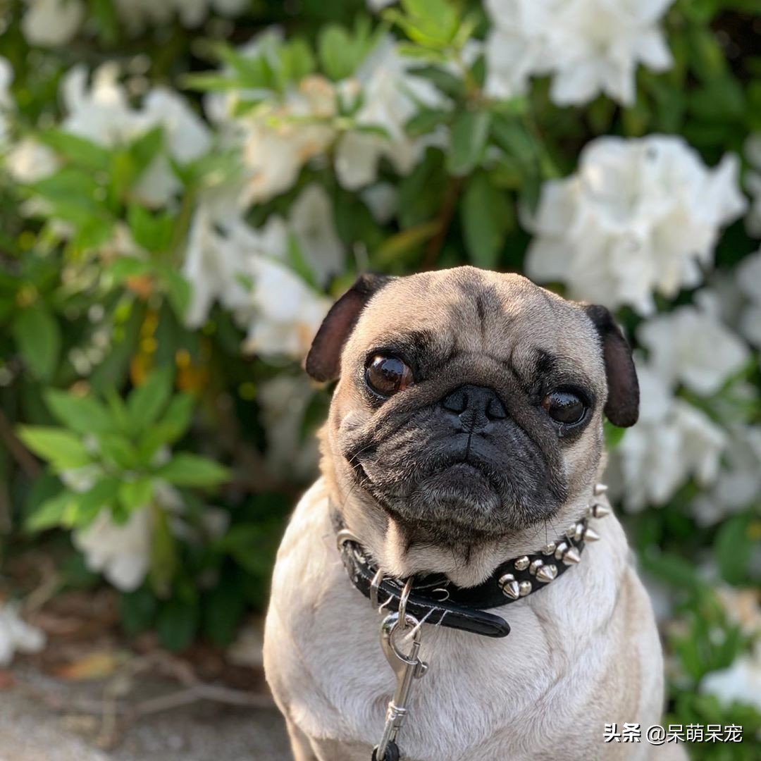 72种名犬最好养的宠物狗排名,什么狗最温顺不咬人又可爱小型犬