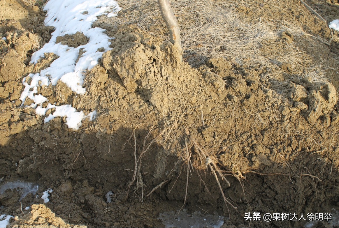 要想种好桃，了解桃的生物学特性是关键，有哪些特性呢