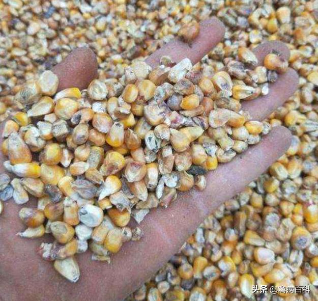 家庭养鸡怎么防止鸡病,农村养鸡预防鸡瘟小妙招