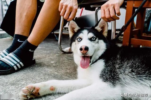 哈士奇最怕什么东西,哈士奇害怕的场面