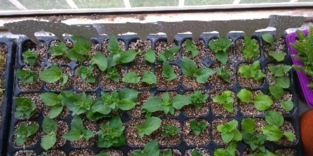 扦插矮牵牛怎么让它爆盆,矮牵牛秋天扦插苗来年还会开花吗