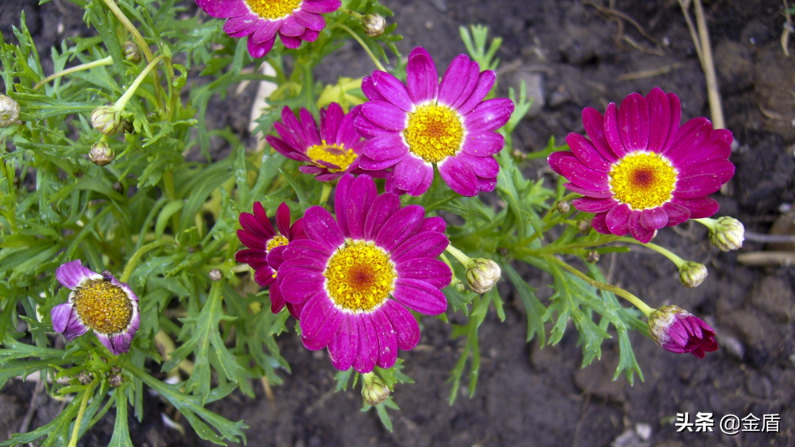 木茼蒿图文,五彩斑斓的观叶植物