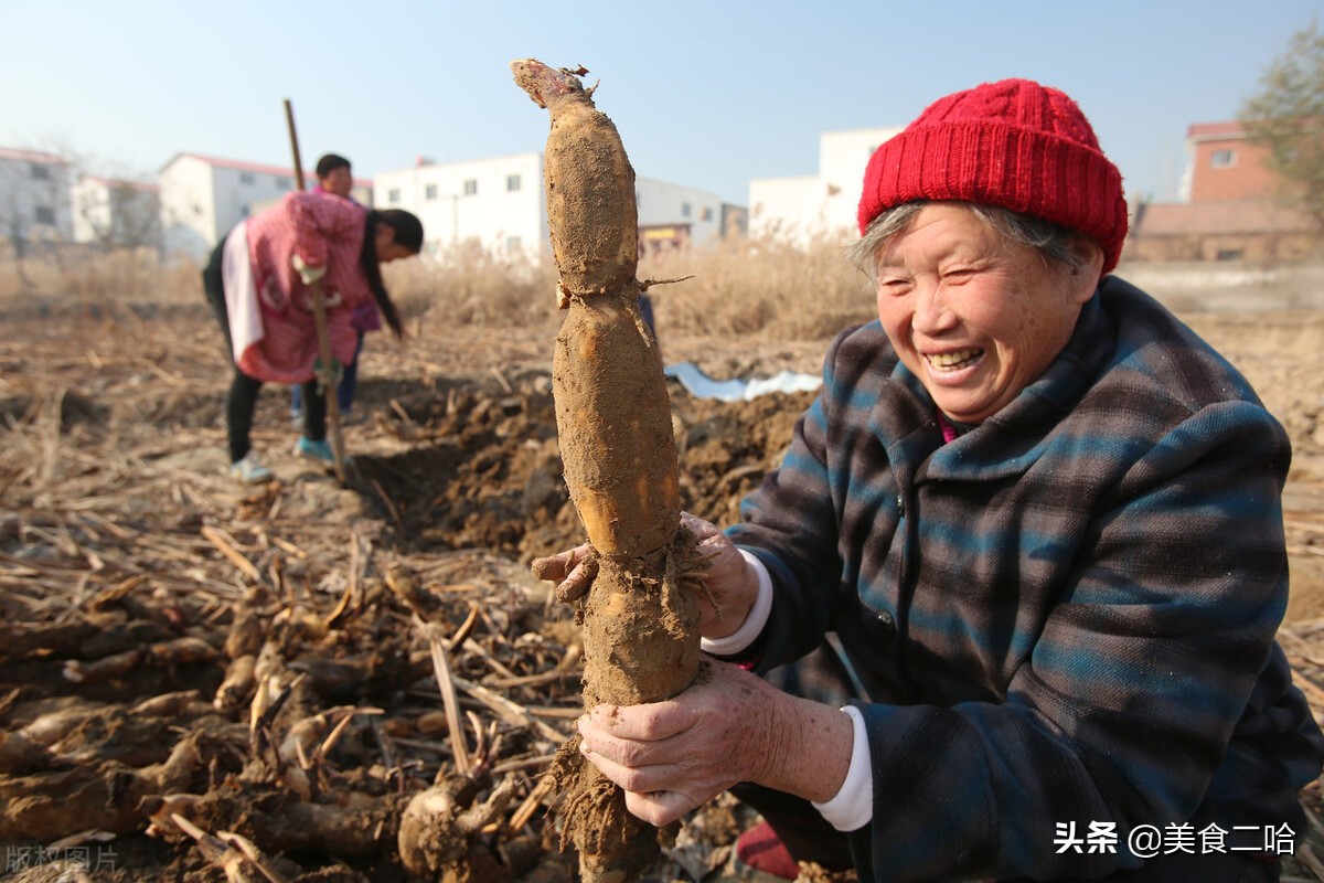 秋天吃藕好时节,秋天吃莲藕的正确方法