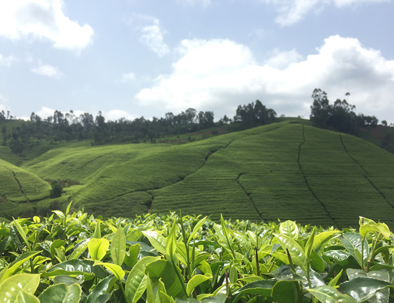 非洲红茶,肯尼亚红茶