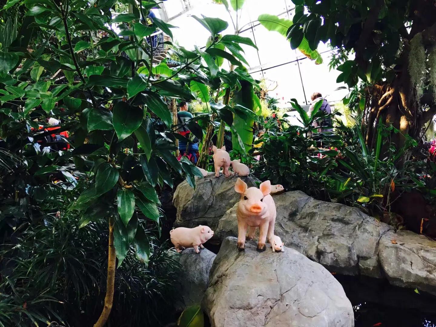 兰花最美的季节是冬季,北方冬季赏兰花