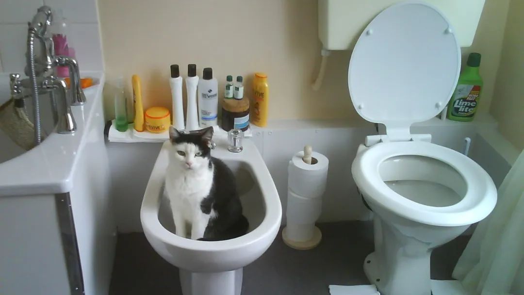 疫情下的厕纸危机,疫情期间欧美为什么抢购厕纸