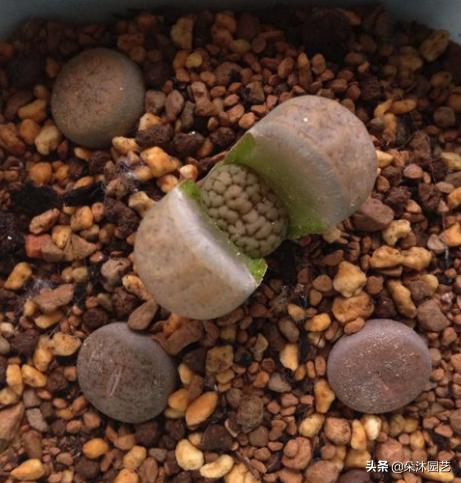 生石花扒皮看什么,生石花皮要扒吗