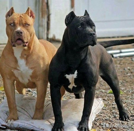 如果把比特犬训练成护卫犬,入侵盗贼还能活着离开吗