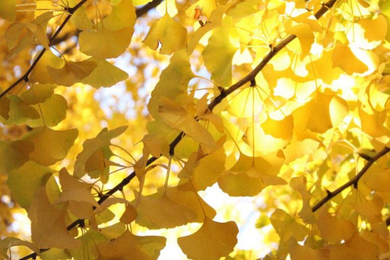 缤纷秋色枫树,树叶金黄色的风景树有哪些