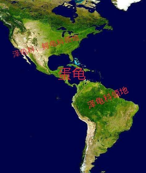 龟类分类大全图片,龟类的种类及图片大全