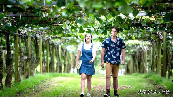 新西兰进口奇异果猕猴桃,猕猴桃新西兰进口