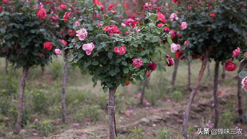 济南树状月季基地,济南藤本月季种植基地