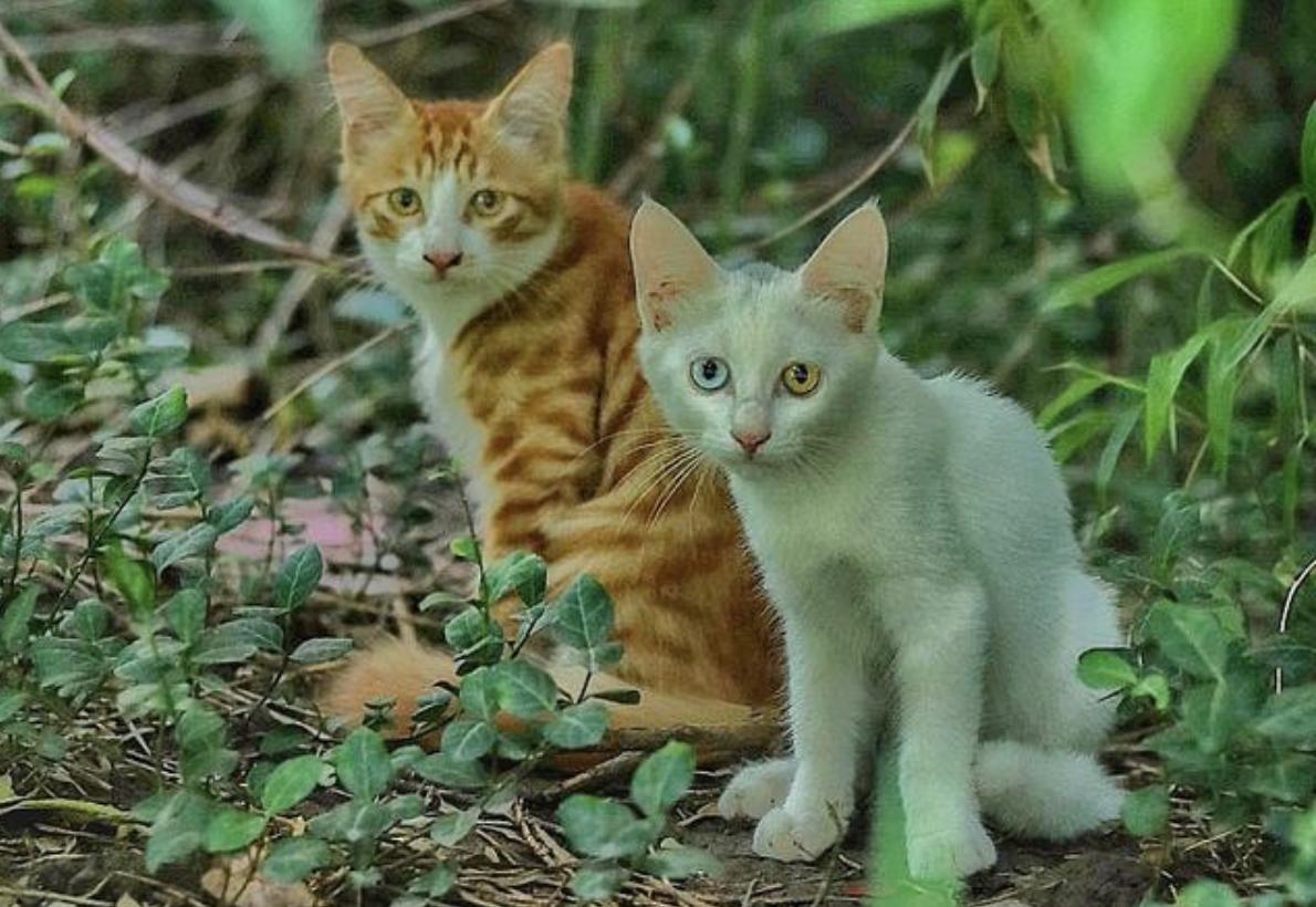 养了一年的小猫咪野性还是挺强,既然选择养小猫咪就要对它负责